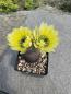 Preview: Echinocereus dasyacanthus